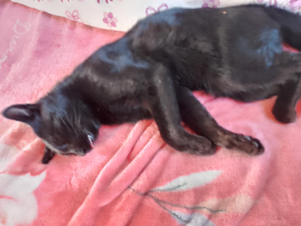 流浪猫找回家的路不容易，但有些确实能做到。之前家里收养过流浪橘猫小橘，同学家闹鼠