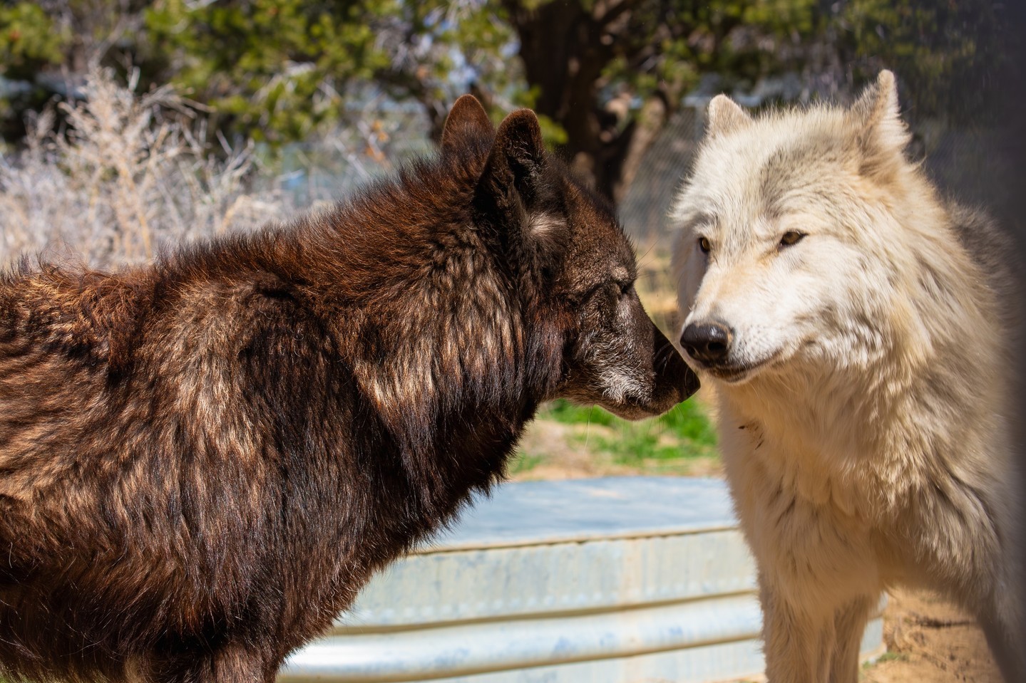 黑&白  狼   狼犬   犬科动物  ——所属：Wild Spirit Wol