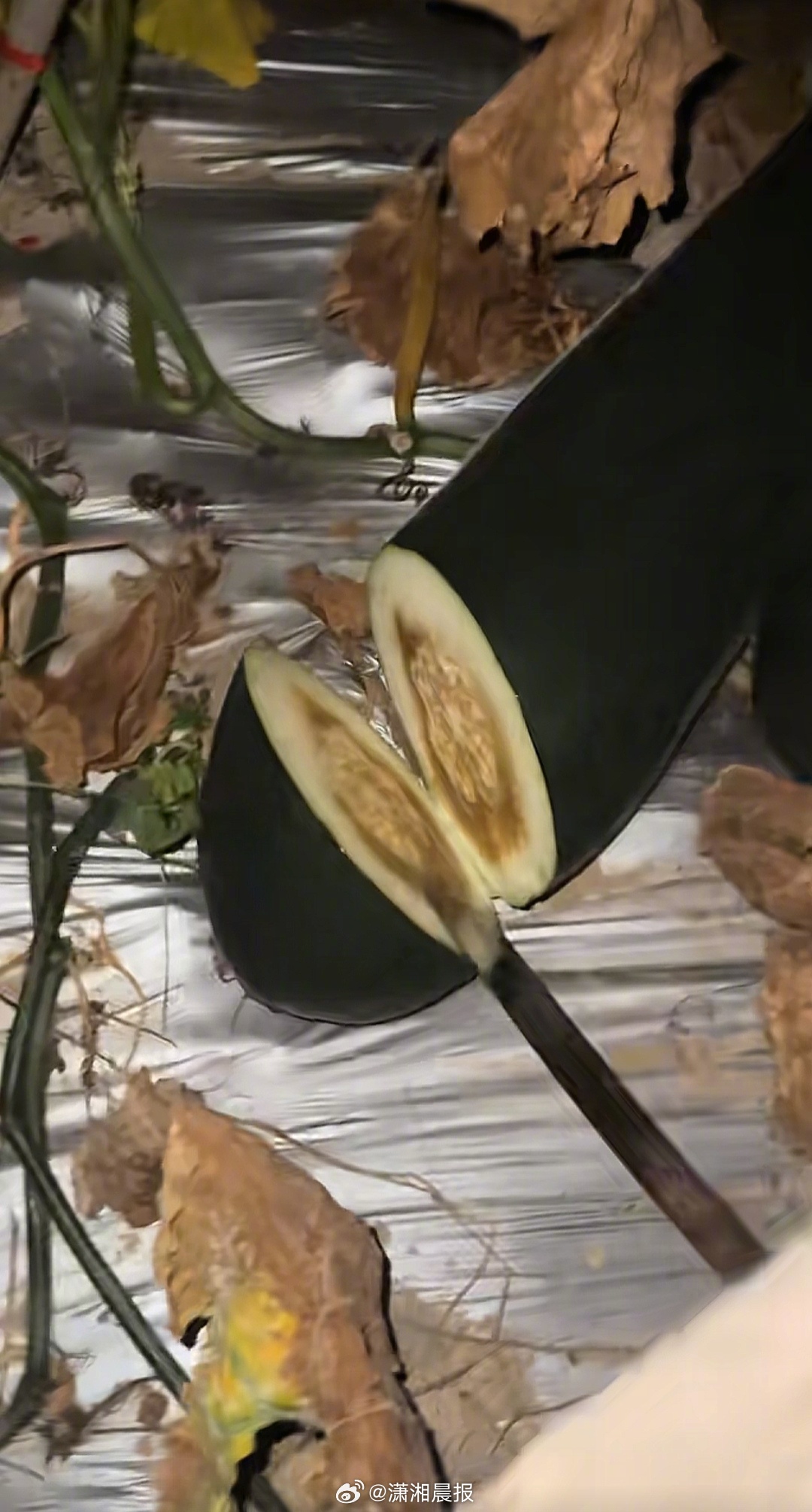 【#专家解读听声辨瓜是否真的有用#】#专家教你如何听声辨好瓜#近日，一段深夜敲冬