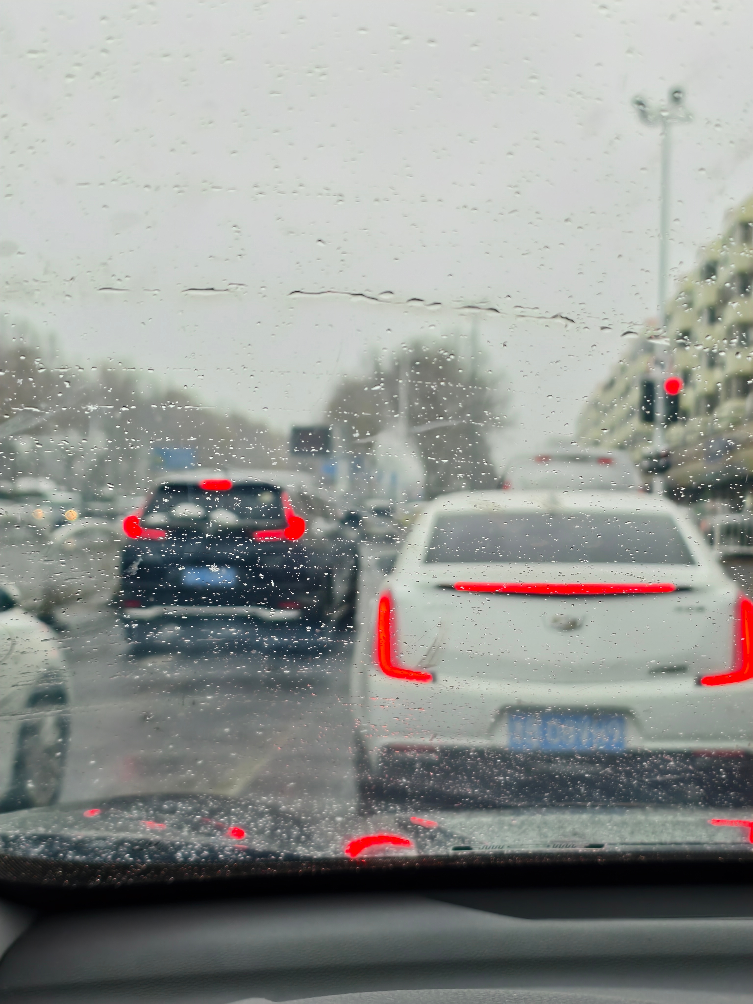 青岛下雪 下雪天也得出门，昨晚，青岛下的真不小，路上虽然没积雪，但花坛里，得有个