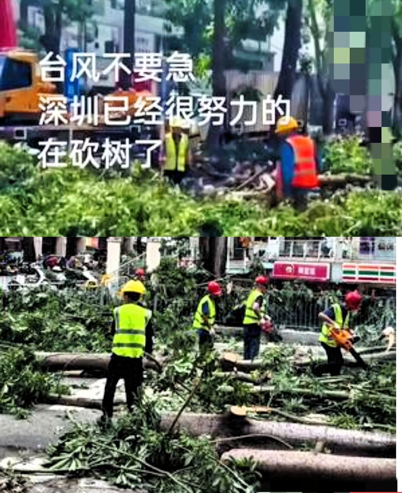 深圳这次台风没来之前拼命砍树！一下子可把道路两旁的树砍得光秃秃的，真不好看！
