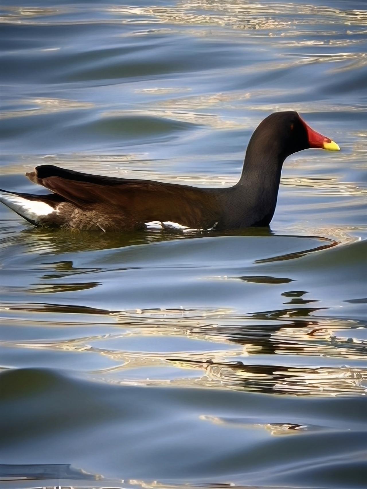 黑身白尾水上飘，
红嘴一啄乐陶陶。
管它江湖风浪起，
我自逍遥逐浪潮~