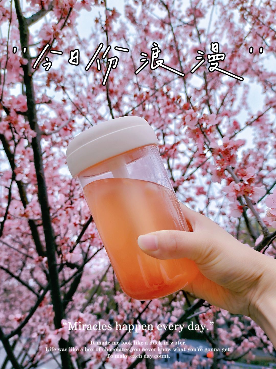 樱花树下喝樱花茶