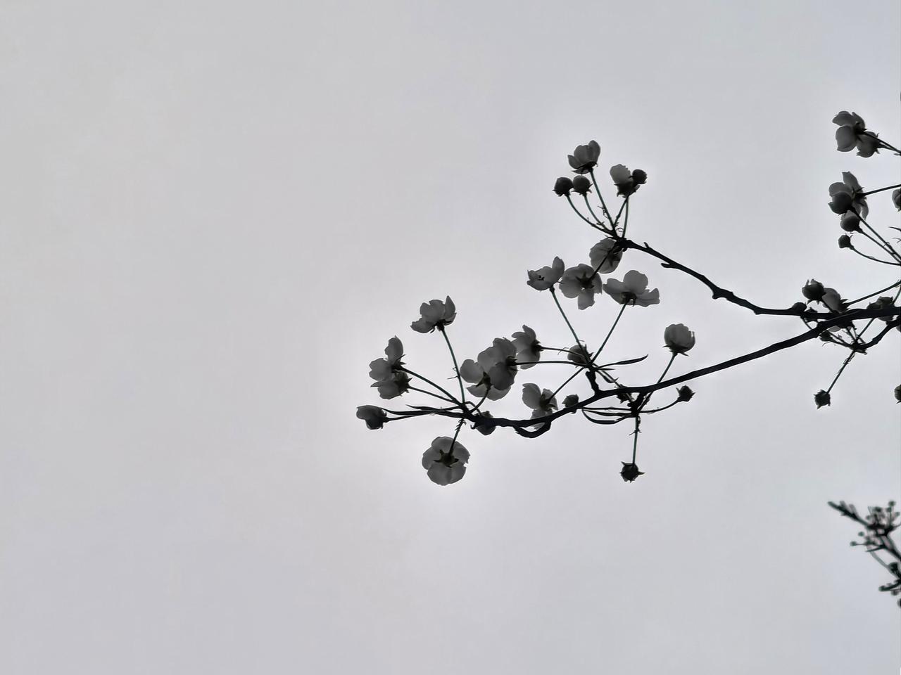 冷艳全欺雪，余香乍入衣。
春风且莫定，吹向玉阶飞。
梨花，总带一缕轻愁，薄如蝉翼