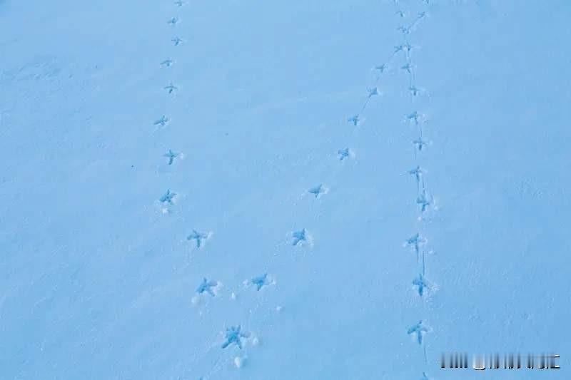 特朗普赦免赵长鹏这事儿可太有看头了。从市场层面讲，币安之前因合规问题元气大伤，2