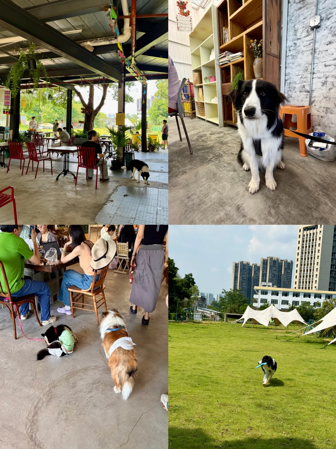 广州小清迈🌳好chill啊！宠物友好cafe
