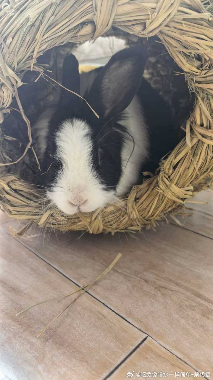 13576🐇【乡土气息】兔特别喜欢这个鸡窝 每天出来都要先钻里面待一会之前父母