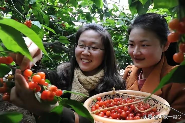 今天去沂源燕崖樱桃，早春第一口甜，现摘现发太绝了🍒
 
谁懂啊！沂源燕崖大樱桃