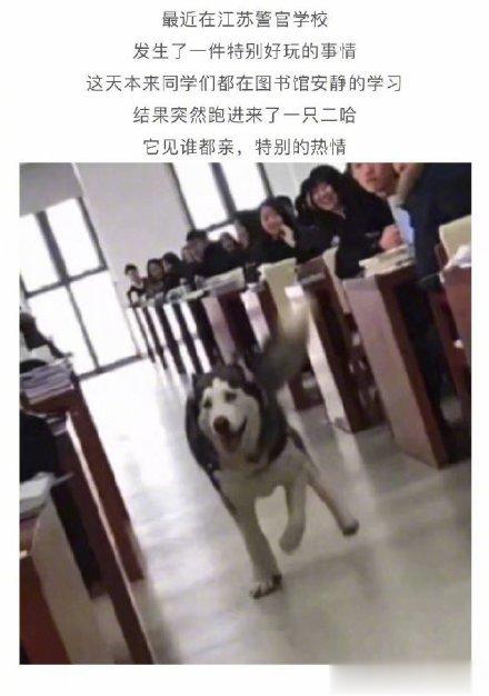 二哈偷偷溜进警校图书馆，见人就亲：收我做警犬吧，求求你了！  [二哈]   