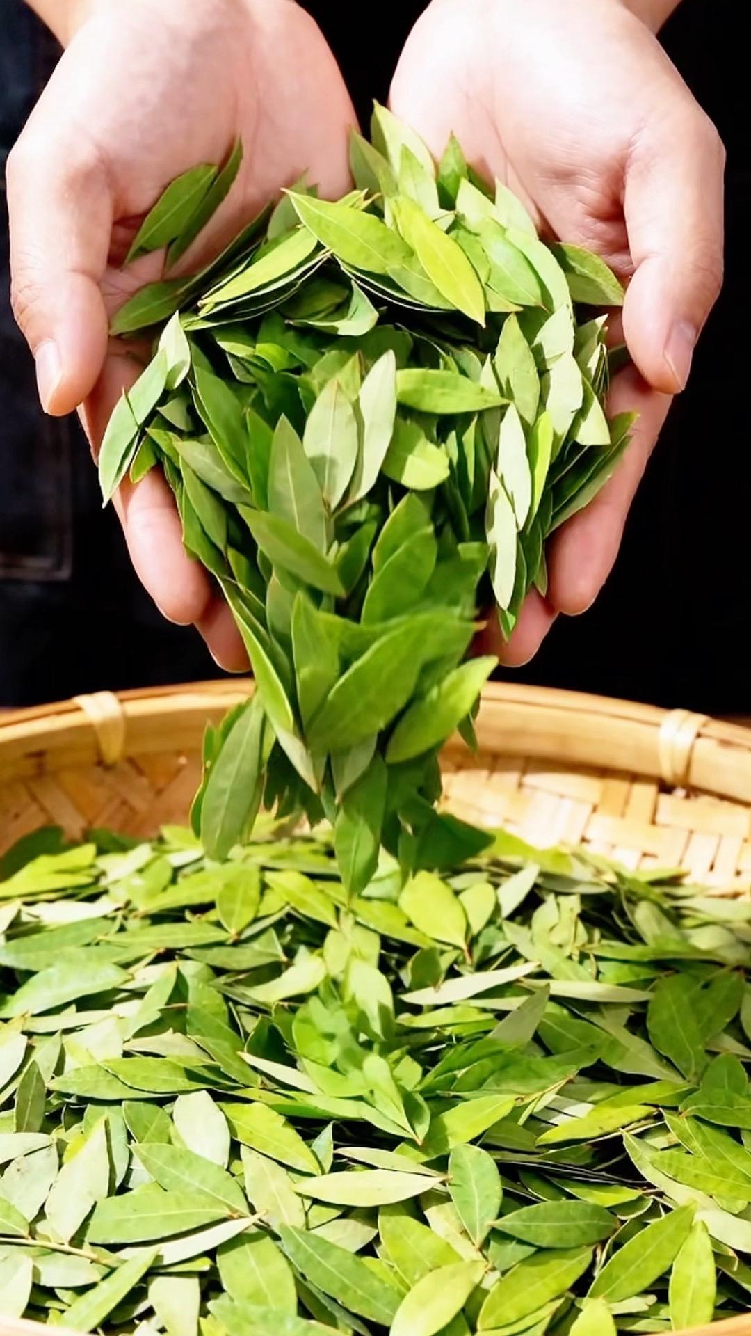 当季新鲜叶片人工筛选，干净无碎渣 独立茶包分装，出门携带冲泡都很方便 ...