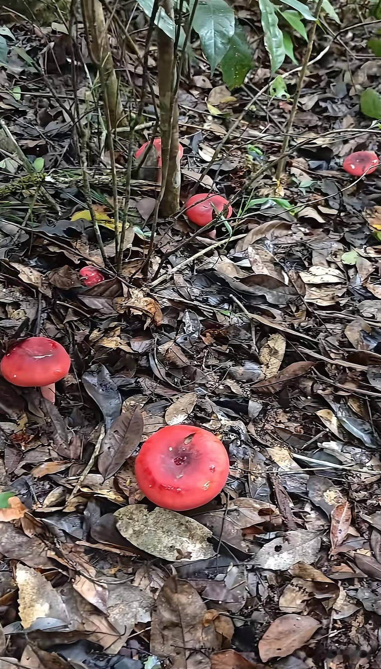 红红的蘑菇采了一大筐[呲牙]漫山遍野都是，看着很有食欲，对吧！