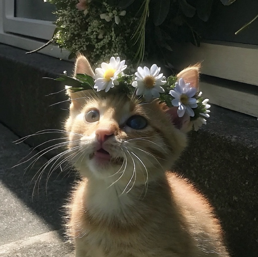 头像洁癖一组头像咪🐱 