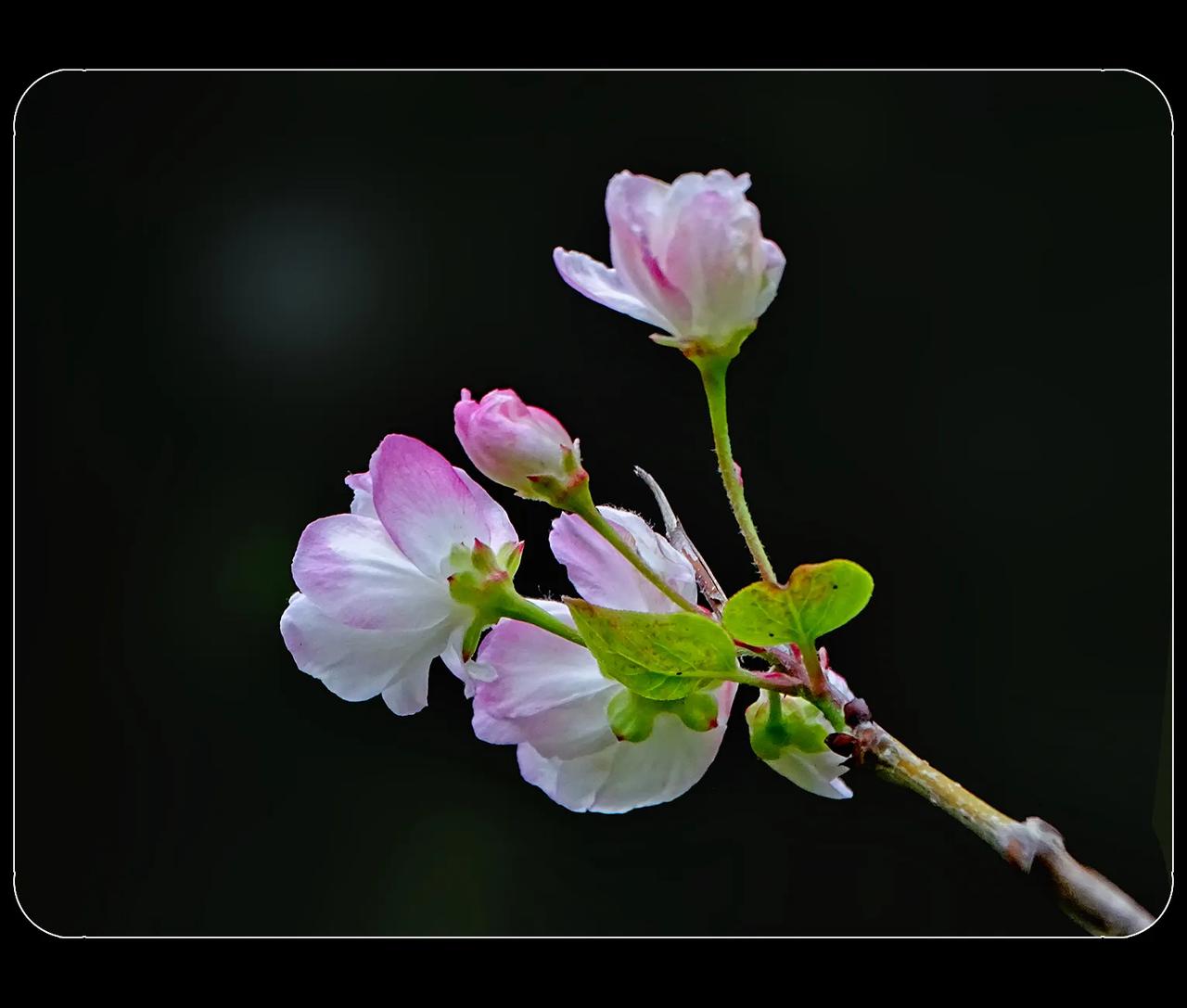 《海棠和芙蓉花》
木芙蓉开花了，这个不奇怪。这个季节木芙蓉是该开花了。还看到西府