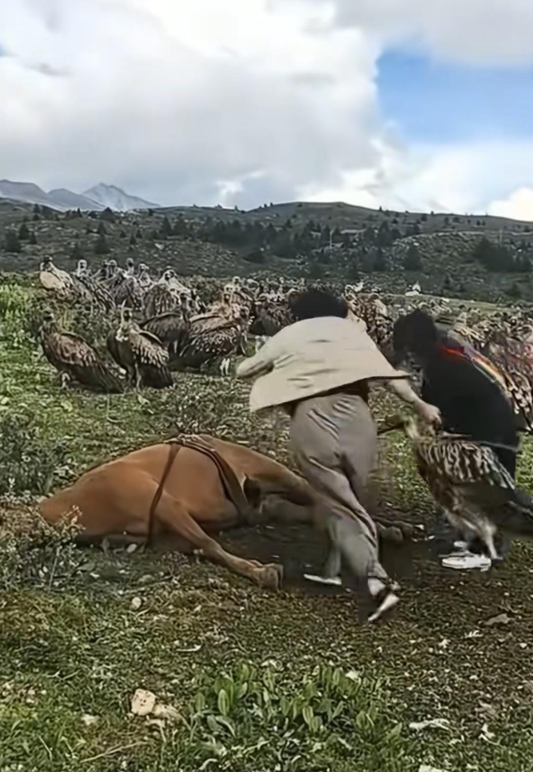 去川西看草原、寻旷野风光，是无数游客向往的旅行；7月中旬，一段流传在网络的短视频
