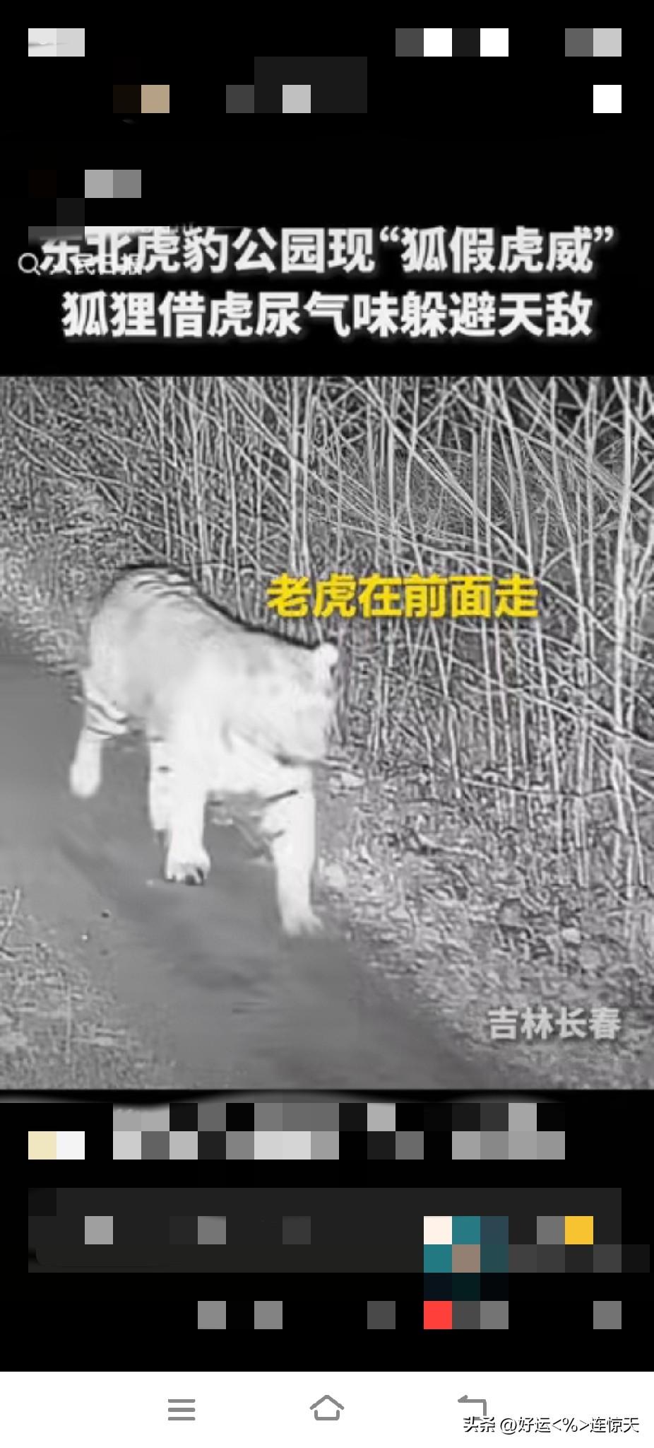 狐假虎威成真！小狐狸尾随老虎，趁机在虎尿上打滚自保。
 
吉林长春，一只大老虎在