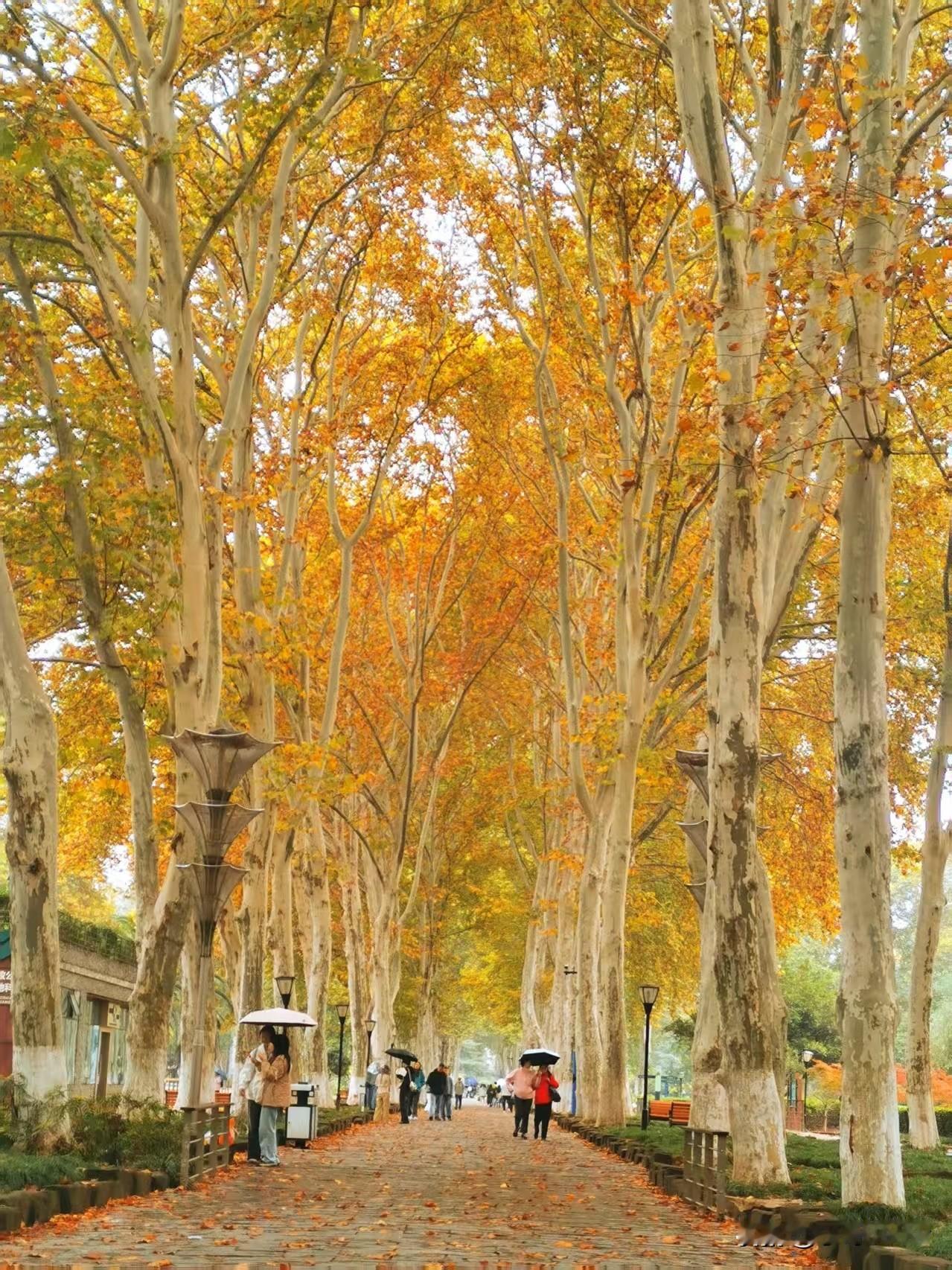 周日武汉地铁客流量降至326万人次多[呲牙][呲牙][呲牙] 爆料 身边事 地铁