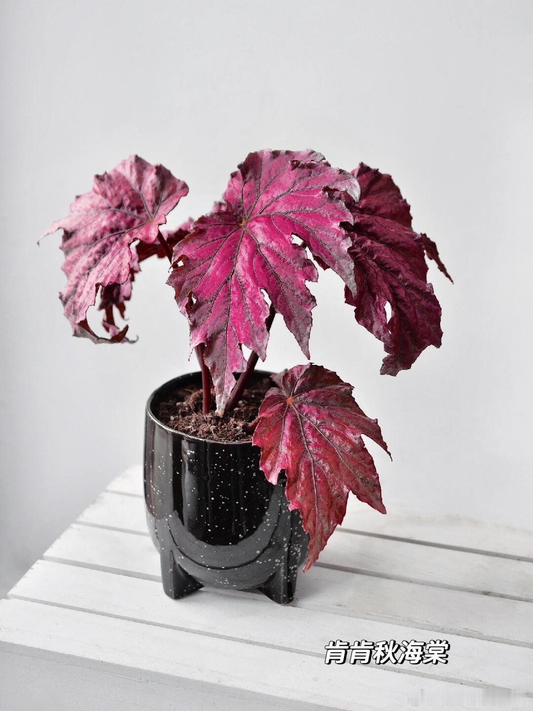 秋海棠能有多少种样子从名字到长相都脑洞大开的植物真的被秋海棠的颜值征服！不用开花