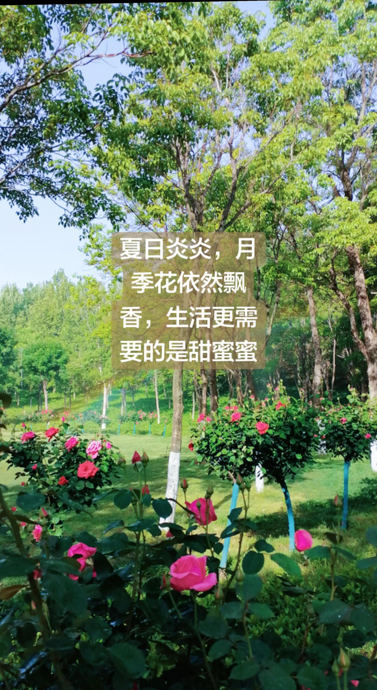 月季花，依旧飘香，生活更需要甜蜜蜜！