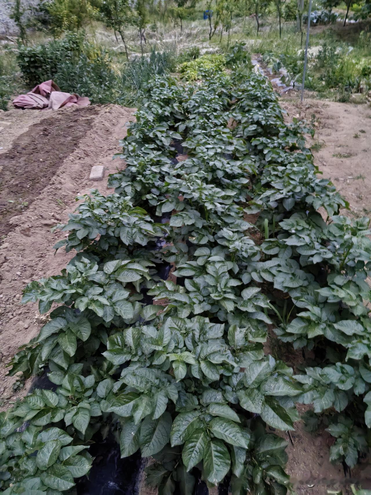 不会增产，倒是极有可能导致早衰。不早衰，也减产，起码会白搭上劳动成本。

6年前