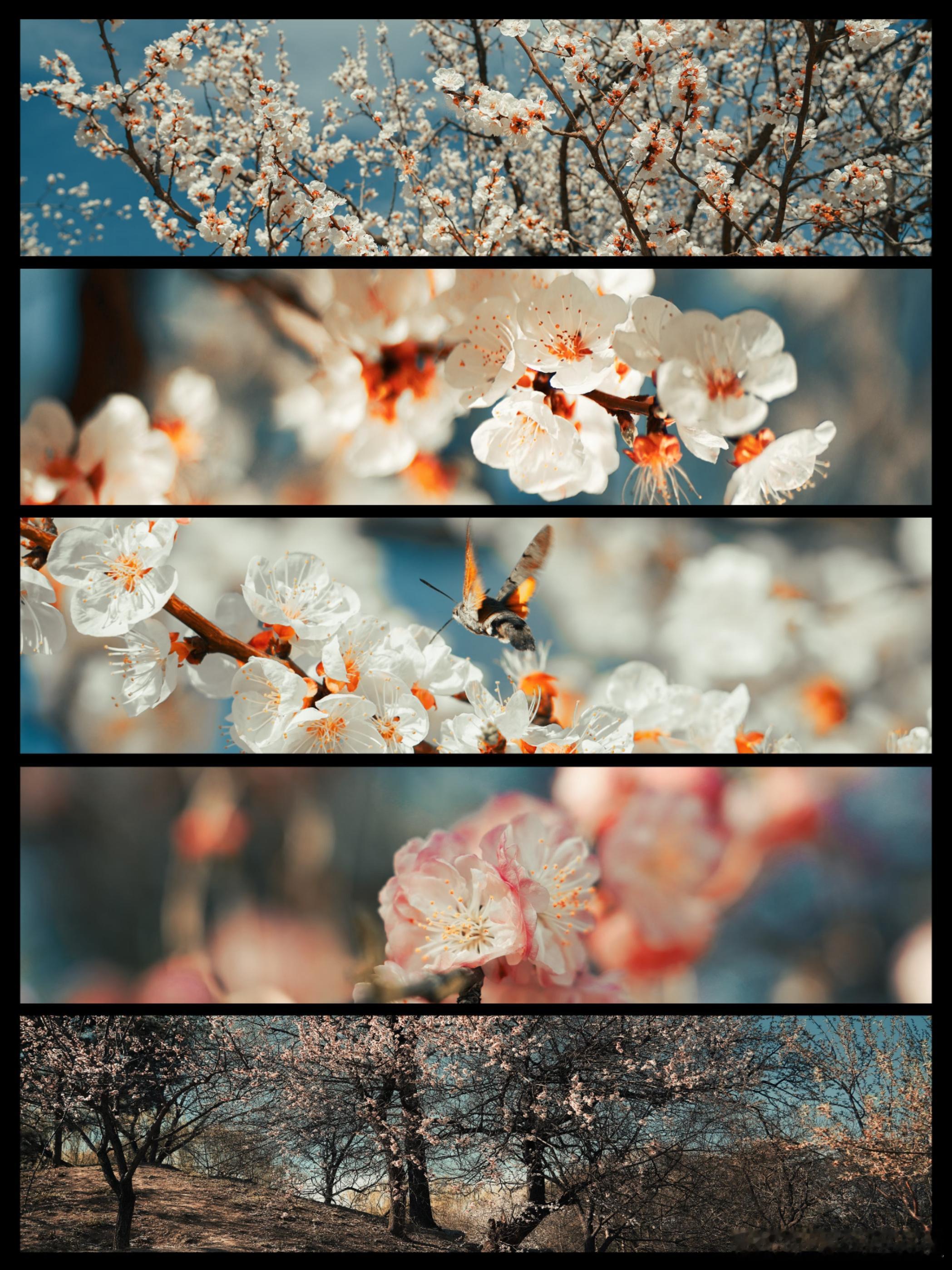 胖哥汽车频道 照片里都是春天的味道，照片外...暖气一停有点入秋的感觉了~~人生