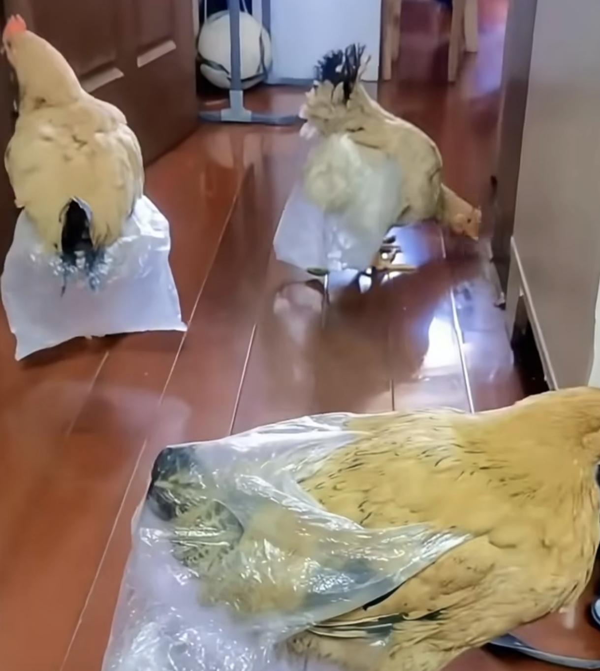 这样的场景你会不会感到意外？
城里人以后也能在家养鸡，
告别激素鸡不是梦，收集起