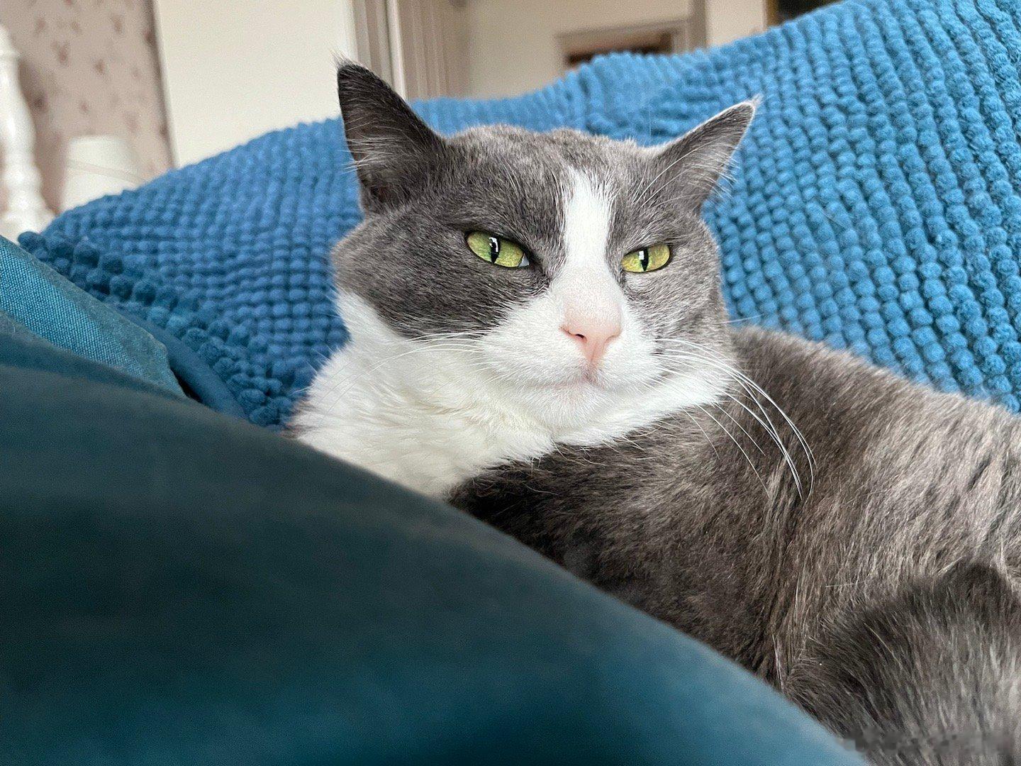 #每日萌宠打卡#全包眼线#憨猪能量[超话]# ​​​