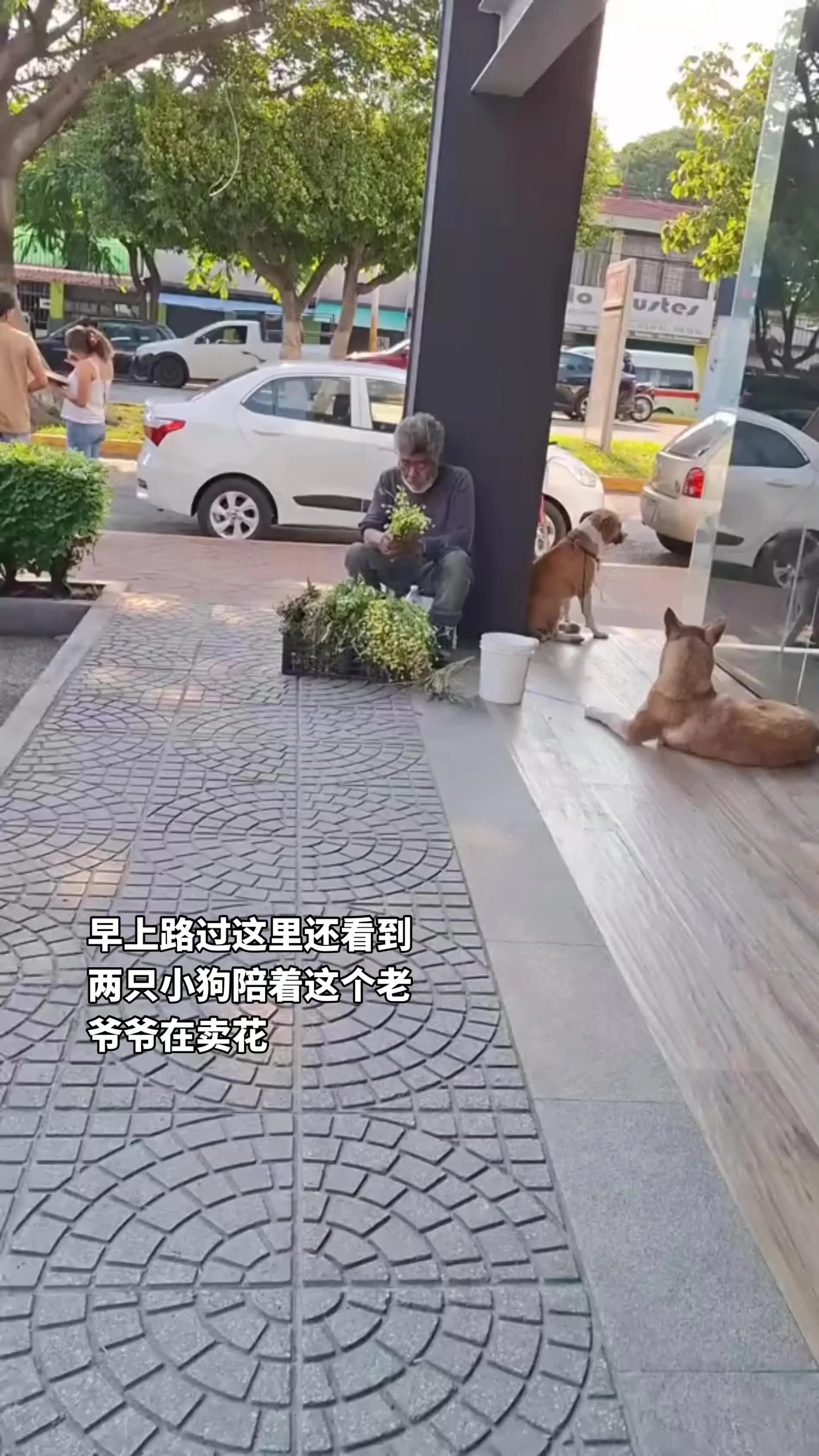 狗狗去世 狗狗