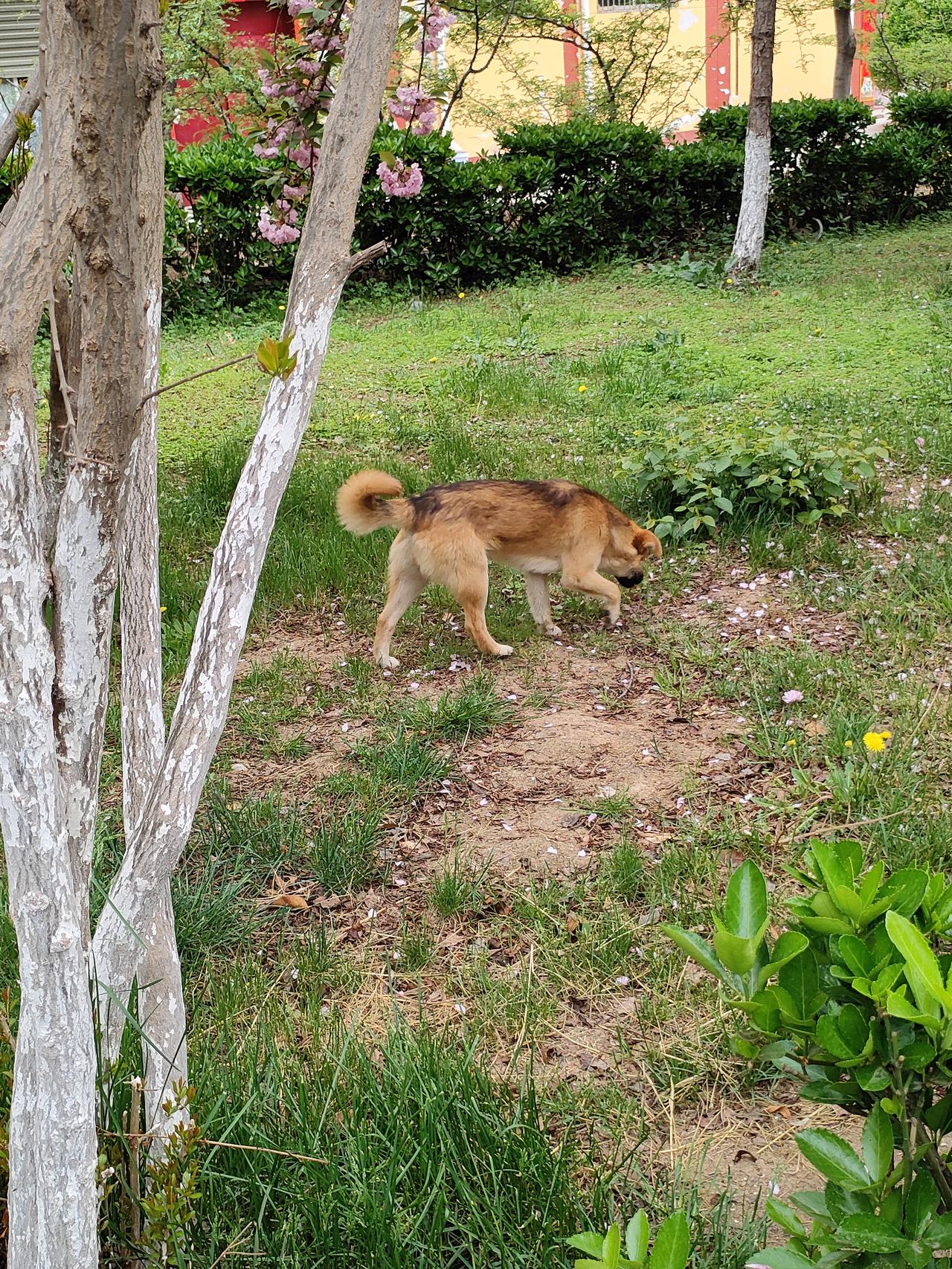 分享你的随手拍春日的公园里，大黄在草地上慢悠悠地踱着步，鼻尖轻嗅，探寻着泥土与落