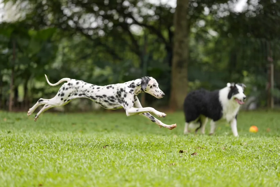 斑点狗承接广告