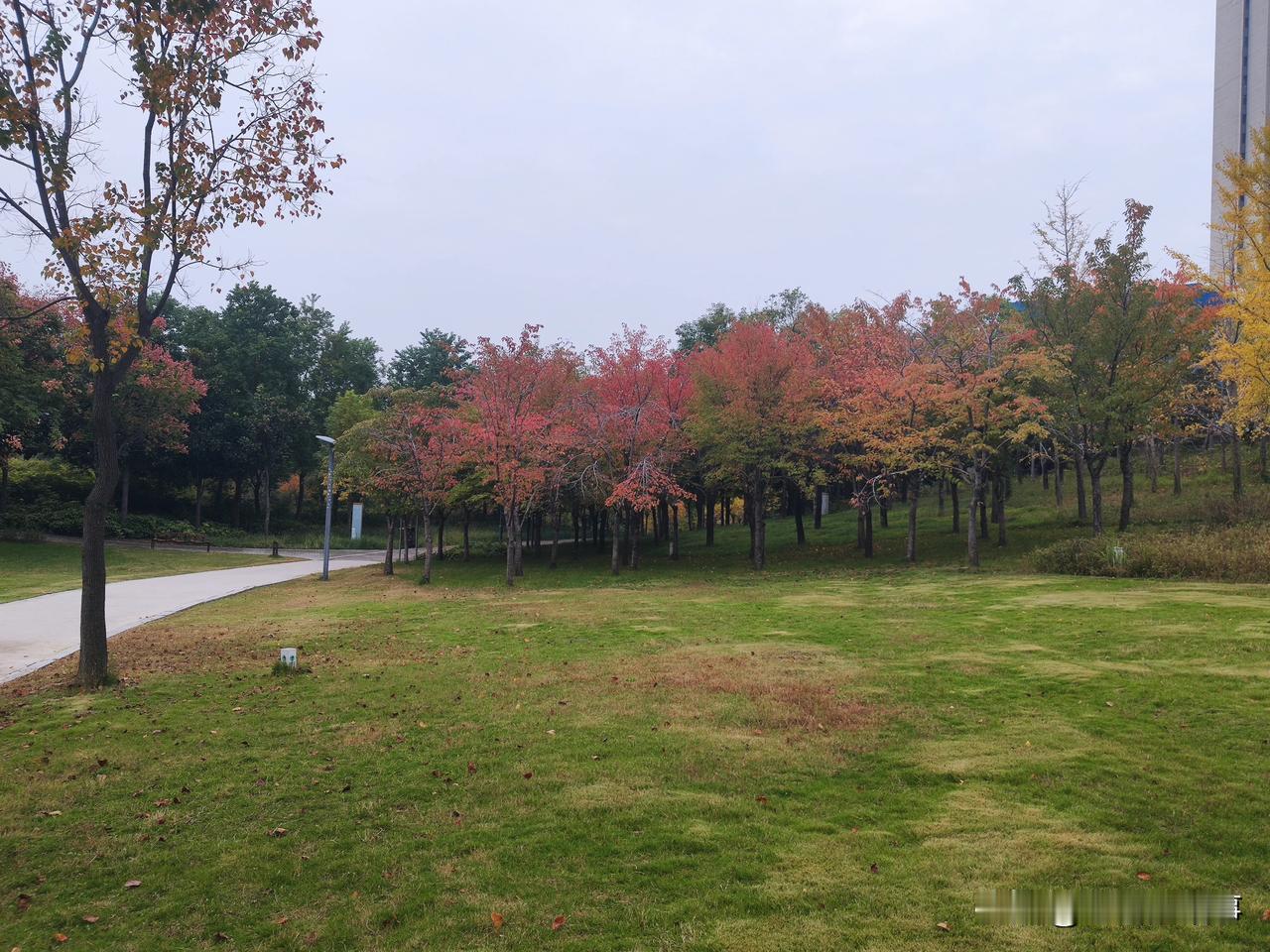时下的郑州市西流湖公园色的很！正在上演秋与春比美；叶与花斗艳的秋色视觉盛宴。