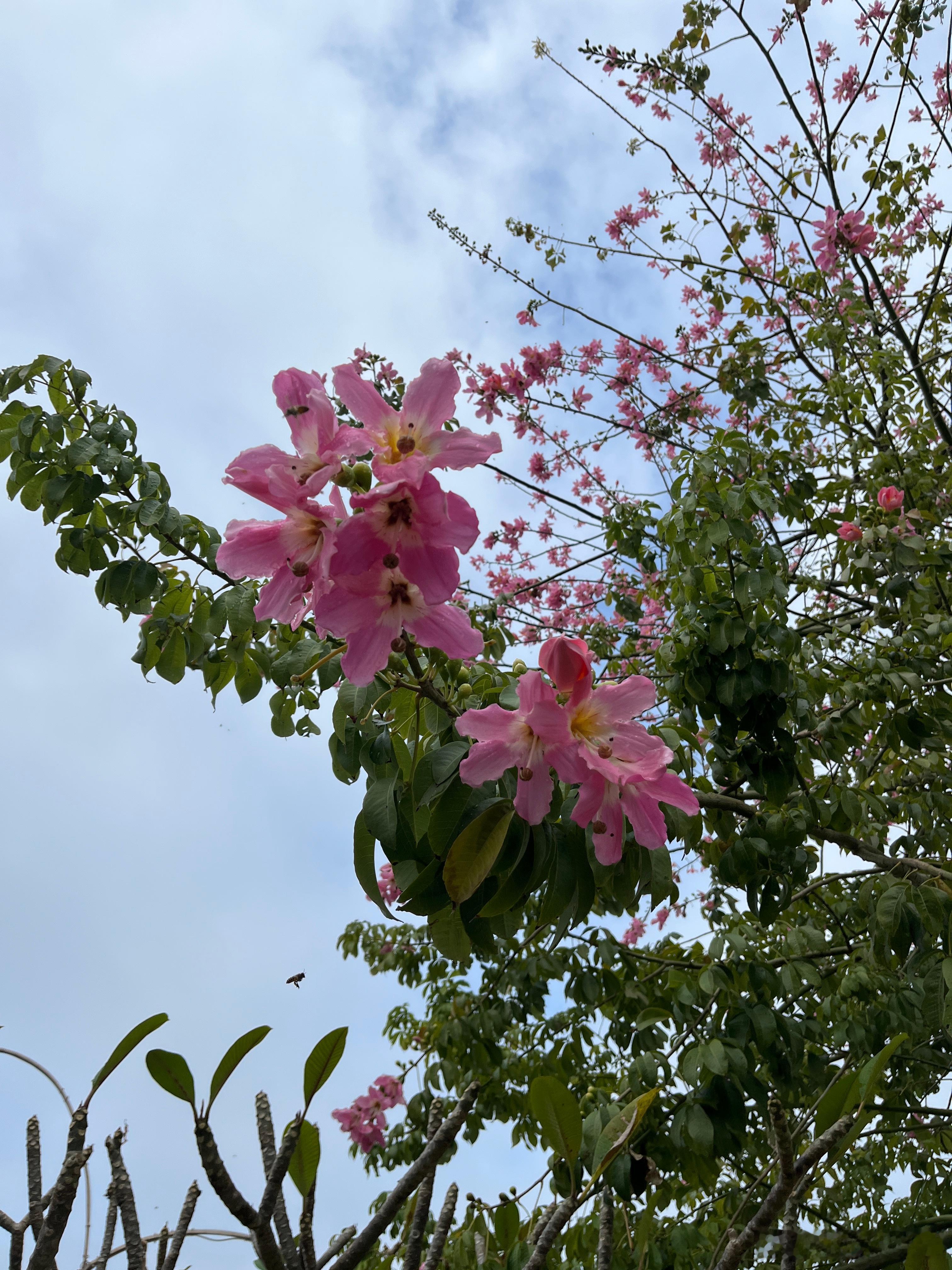 慢走一个小时搞定，回家。看到蜜蜂来采蜜，这花真好看，粉粉的。什么破炒饭38元一份