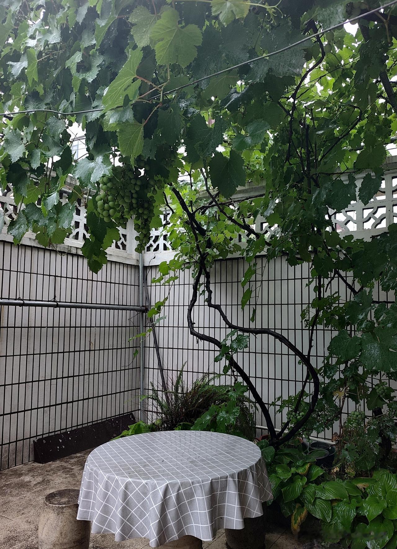 这两天大雨下的
听着看着都有些害怕
天气预报从橙色预警
升级为红色预警

看着楼