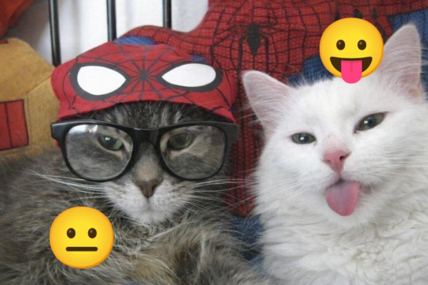 小猫交换猫名片猫儿这个小表情萌～😑😛 