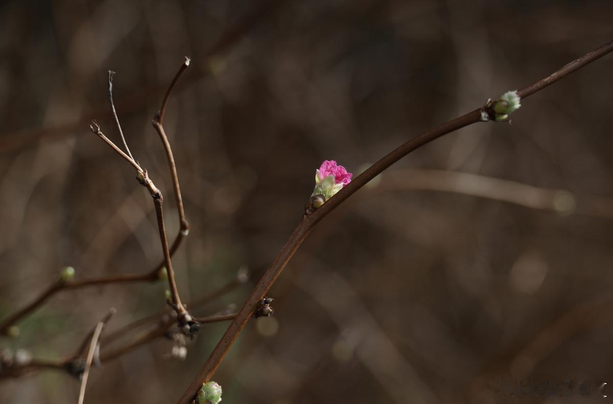 时光煮雨润初心，岁月缝花织温柔～ 
