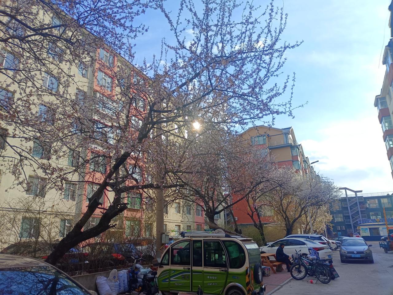 分享一张花朵照片