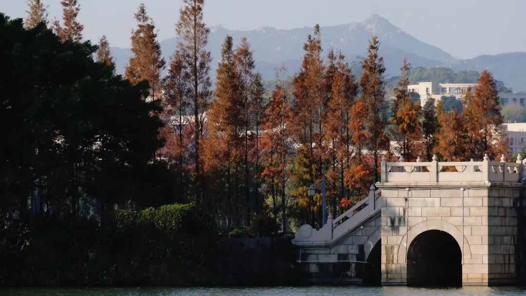 泉州西湖公园落羽杉红了