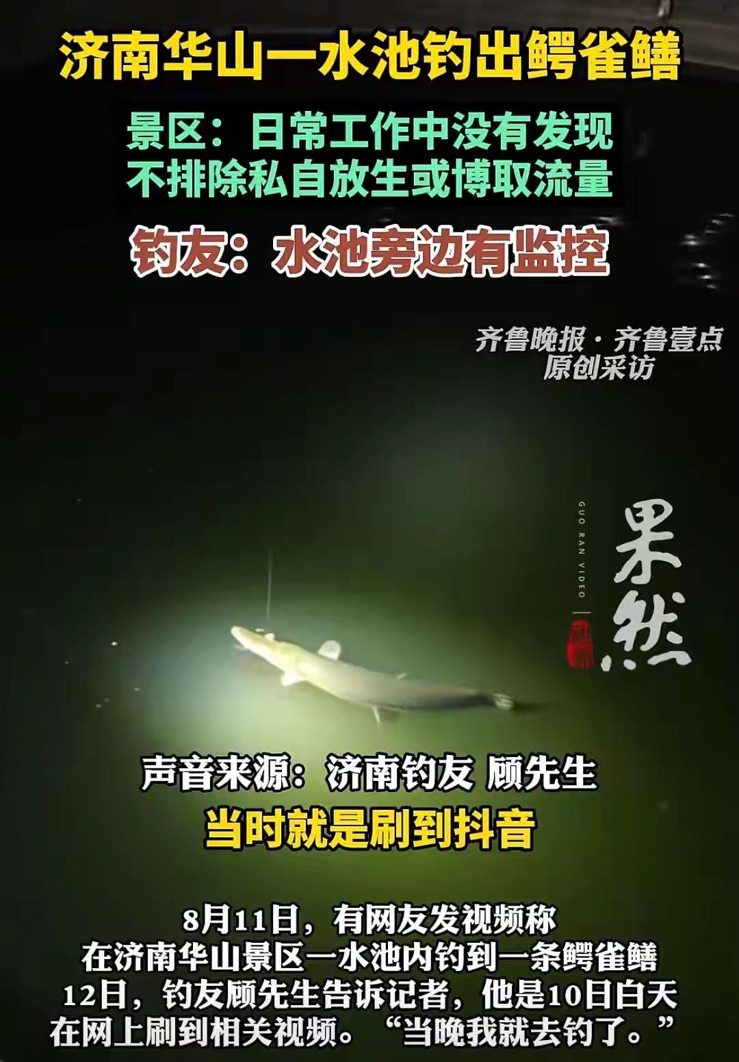 8月11日，有网友发视频称，在济南华山景区一水池内钓到一条鳄雀鳝。12日，钓友顾