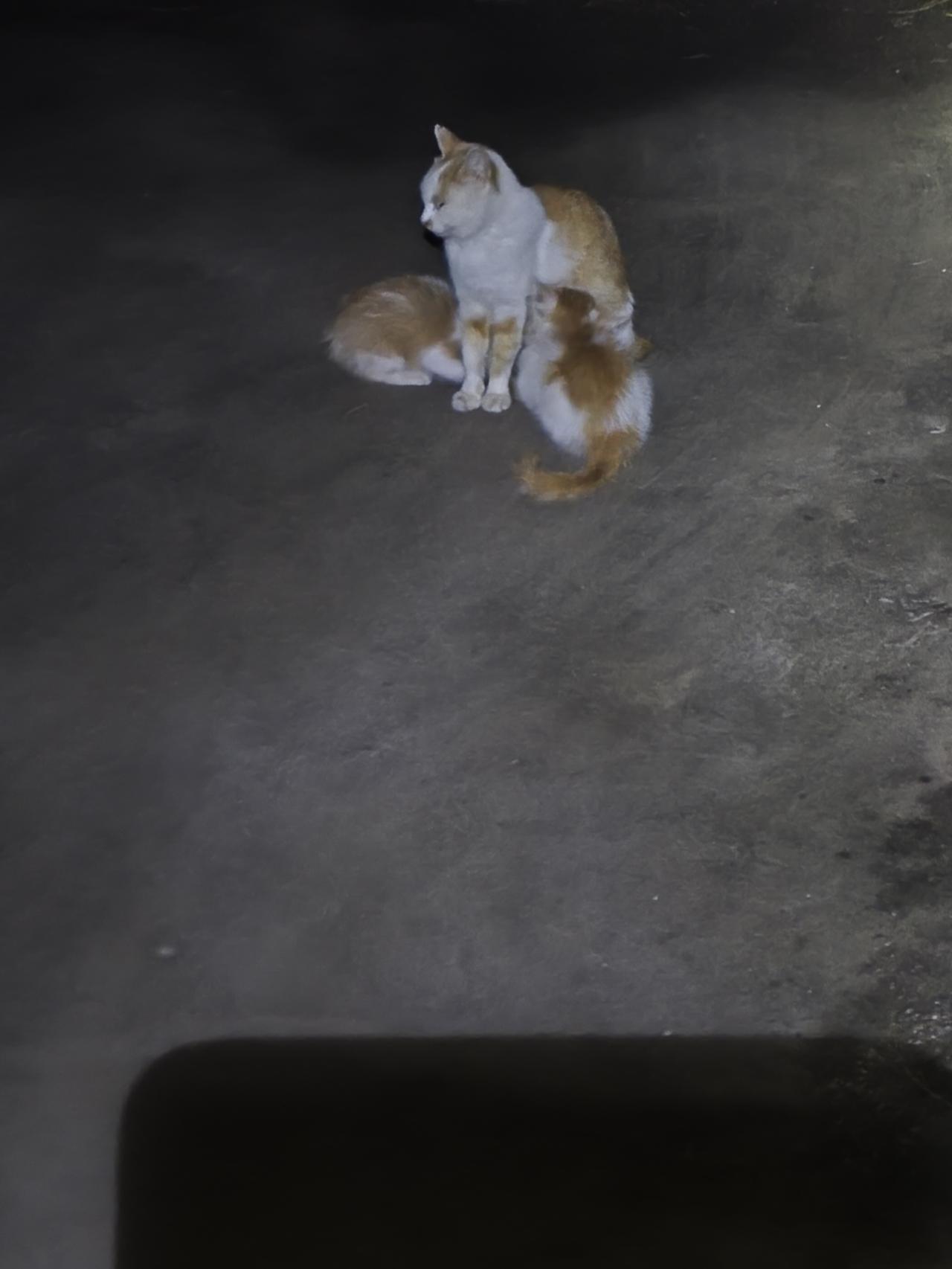 家里喂养的三只猫。两只小猫咪出去闯荡江湖，只留猫妈妈在厮守！
头条首发治愈之家的