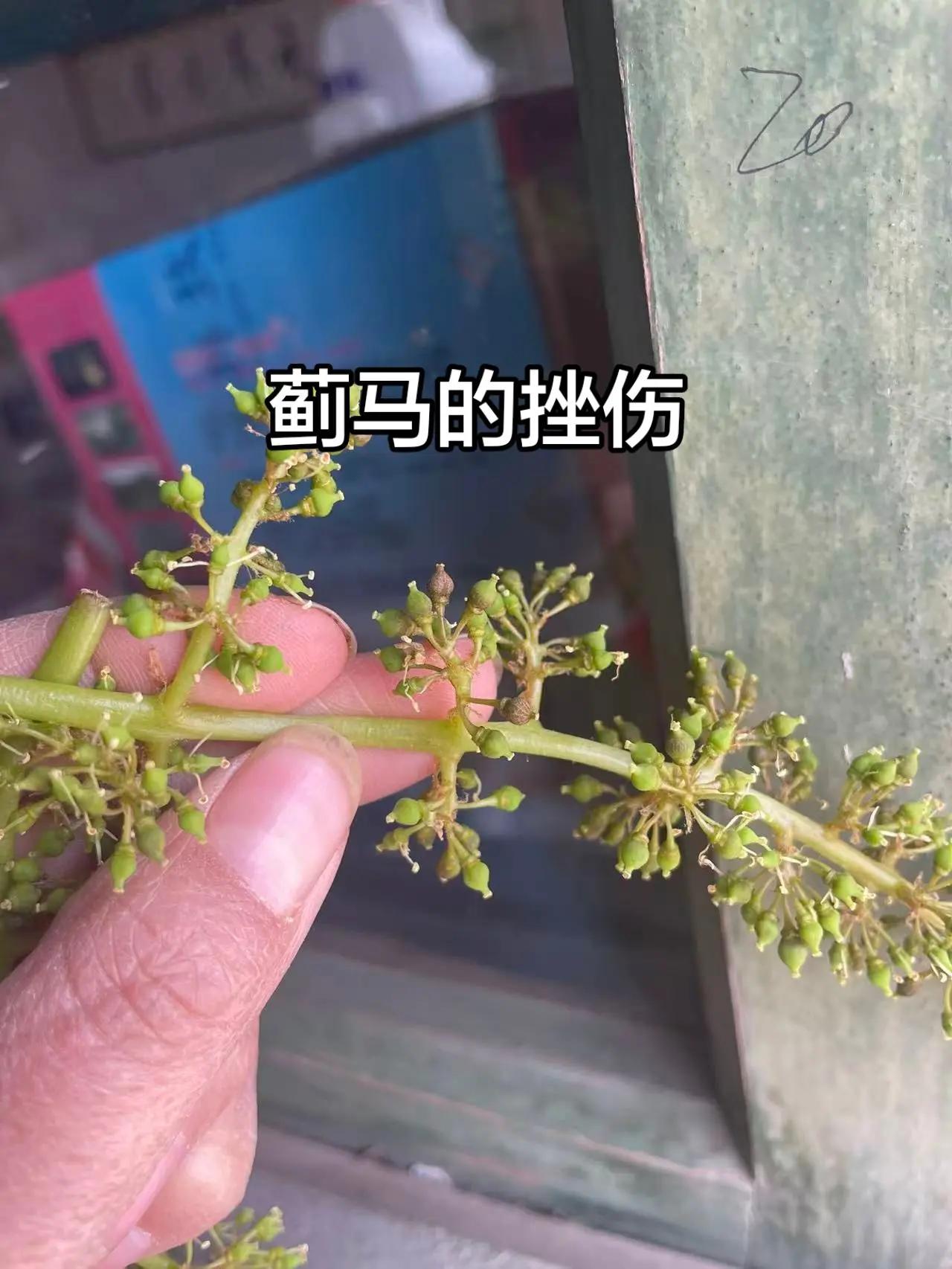 蓟马的挫伤。一代虫没打住，把卵产在靠近果穗的鳞片位置，二代虫孵化出来，正好赶上花