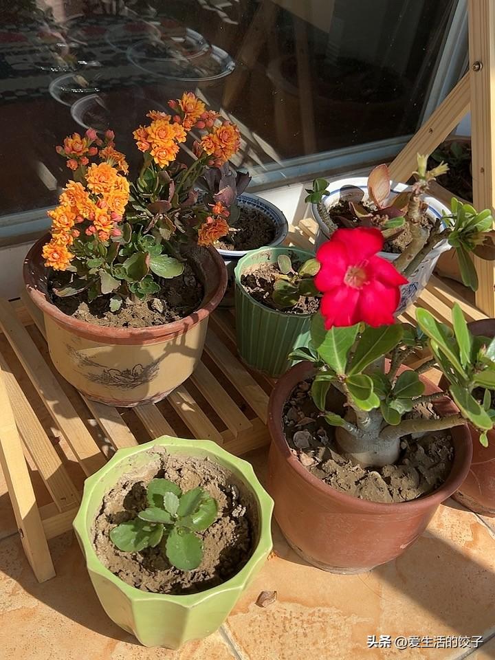 这个阳台是我家最美最爱的地方，每天这么多花陪伴着我！

你们也喜欢长寿花吗？这盆