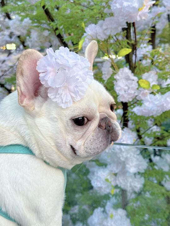 樱花的花语是「我想见你」🌸