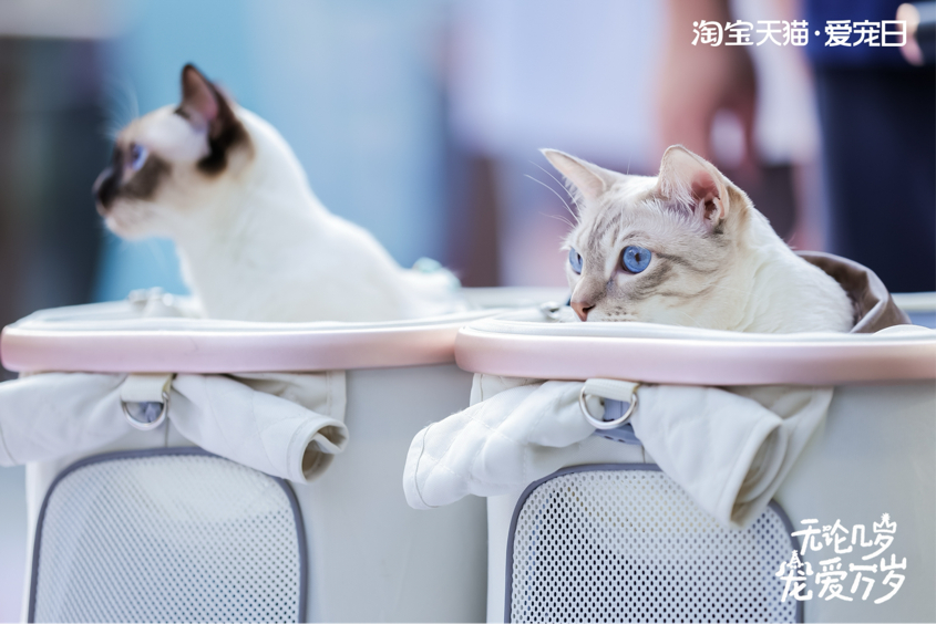 谁懂啊，带猫出门结果被一群狗狗围观了。万象天地这个活动太适合带毛孩子来见世面了，