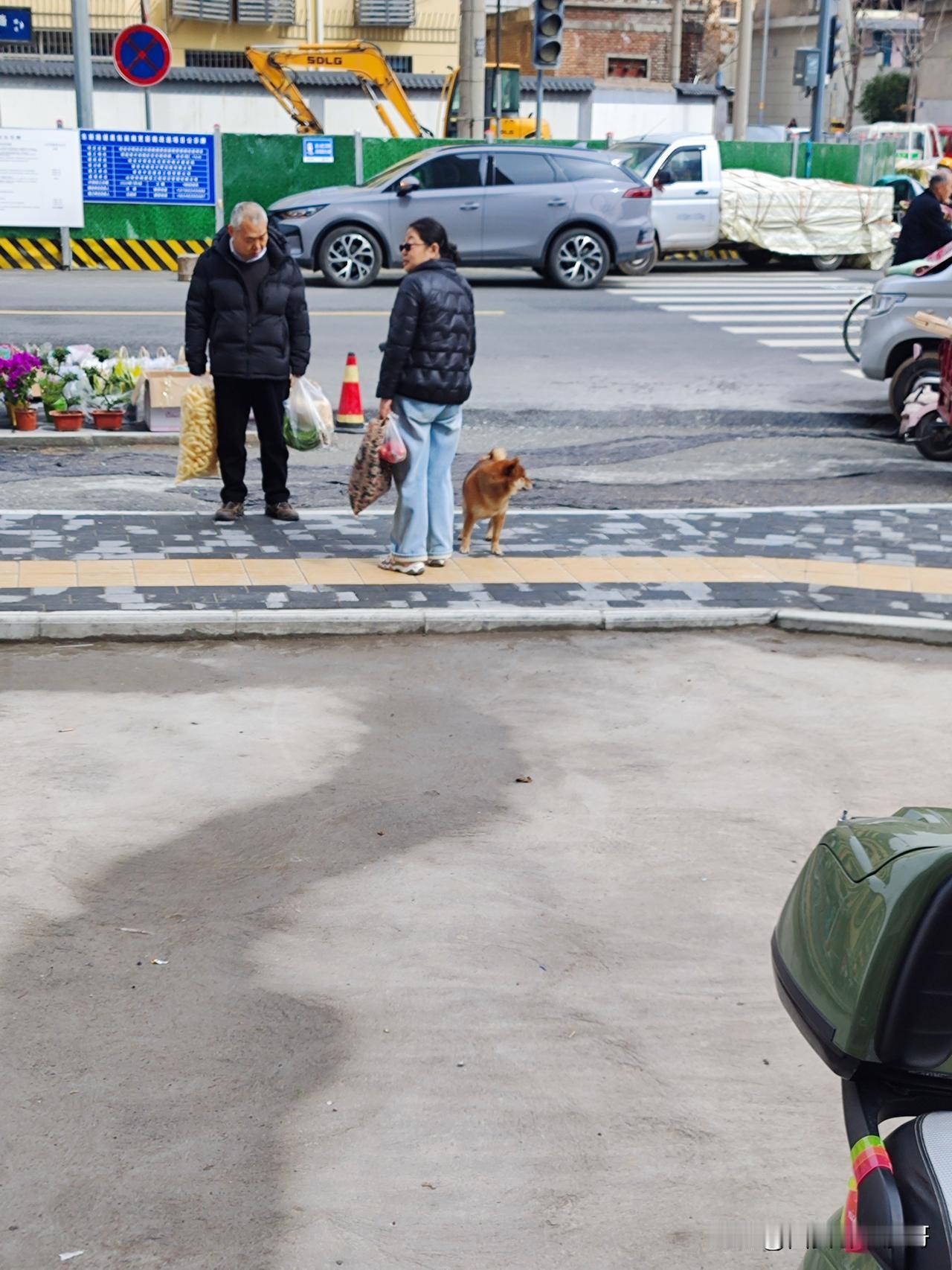 鄠邑的乡党们，谁家的小狗走丢啦？3月18号中午11:40，在鄠邑东新路和朝阳路十