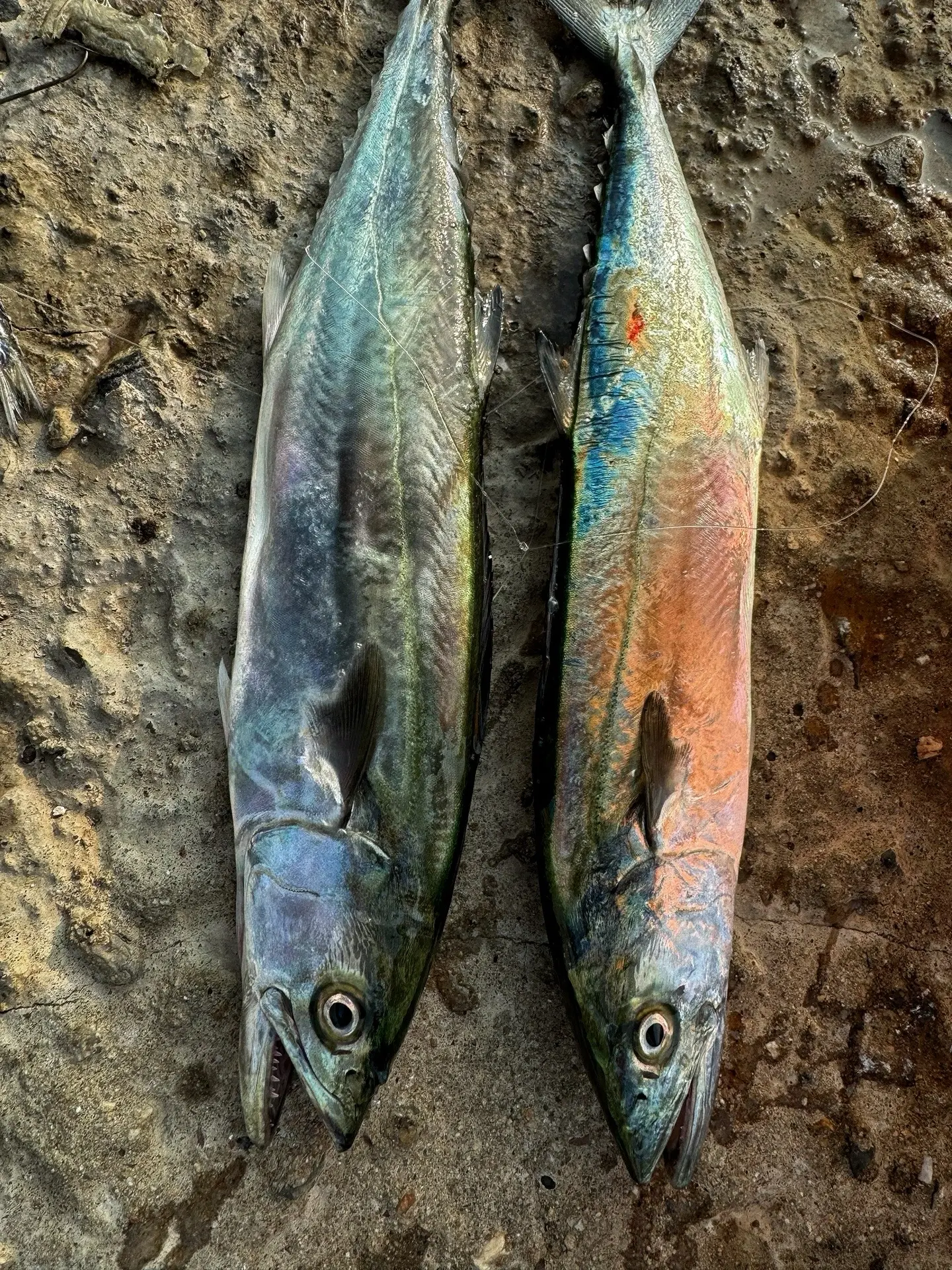 来鲅鱼圈钓小鲅鱼啦