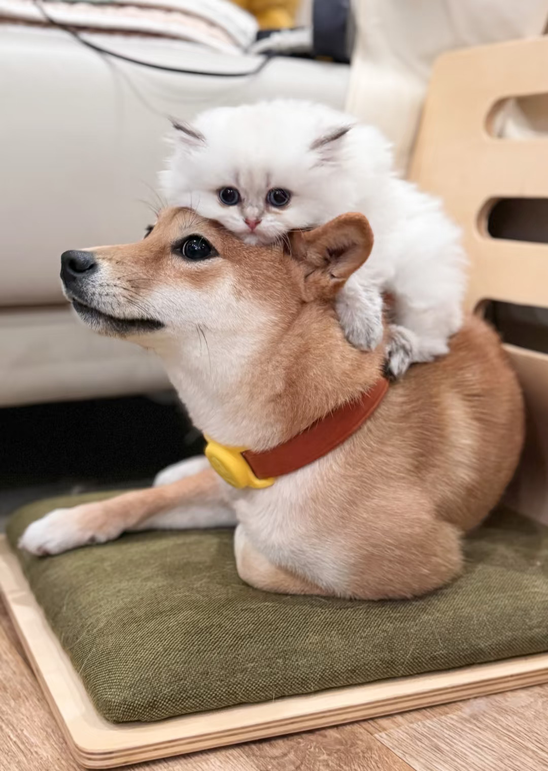 我们家德华小狗也要帮忙带小猫啦