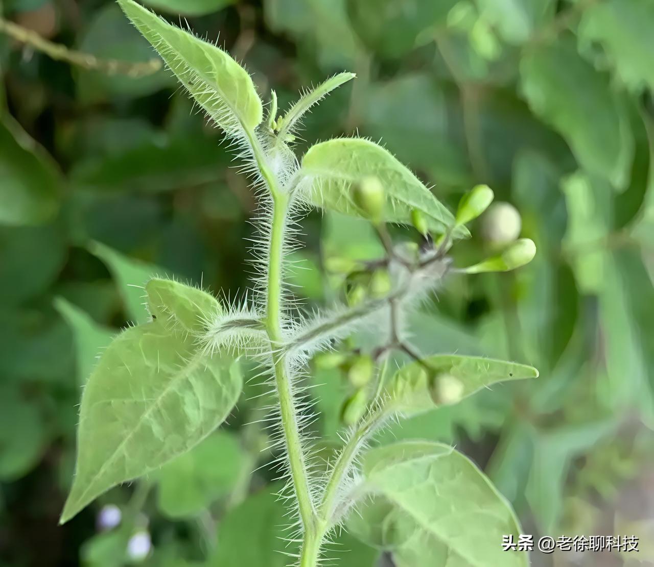 你见过浑身长满“白绒毛”的野草吗？这就是大名鼎鼎的白毛藤！
 
先看这张图，是不