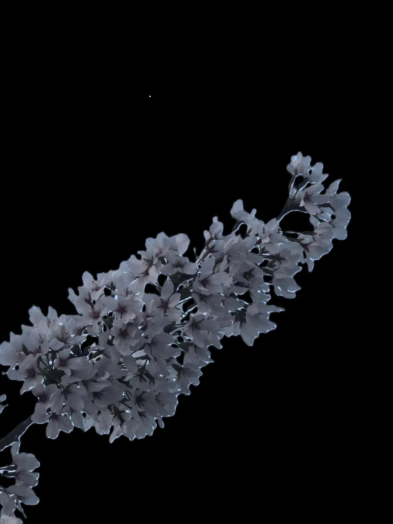 摄影师镜头下的东方美学 静物摄影 随拍意境