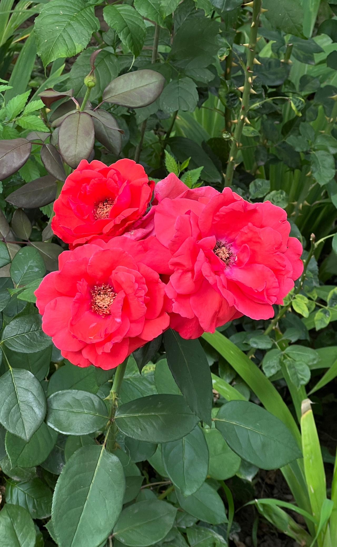 随手拍艳丽花朵