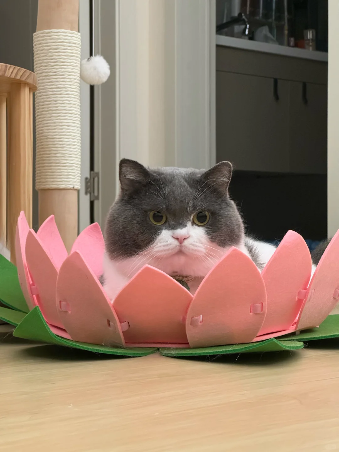 请查收你的好运小猪
