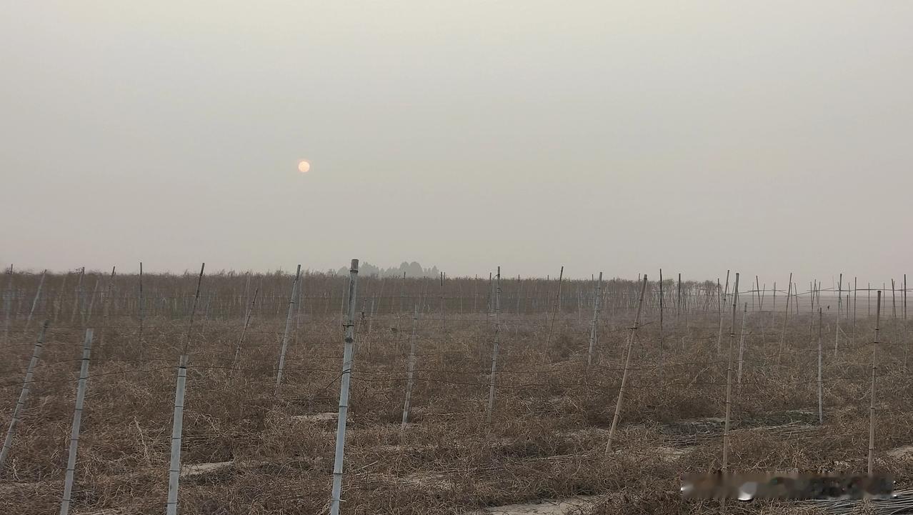 #一张图分享秋日风光#

以前，我们许昌老话说，寒露种麦正当时。

可是，这几天